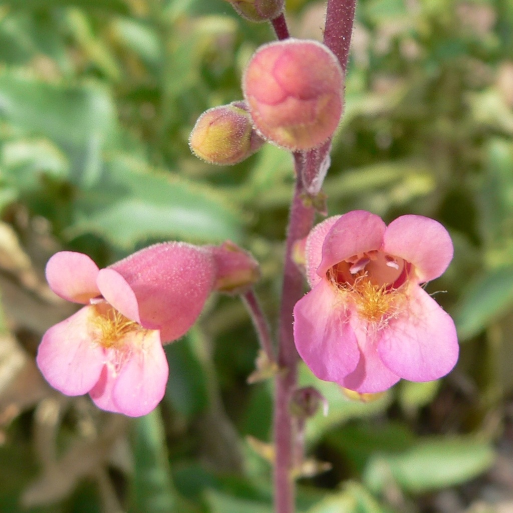 Penstemon bicolor; photograph (c) Stan Shebs, some rights reserved (CC BY-SA)