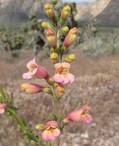 Penstemon bicolor, photograph 3