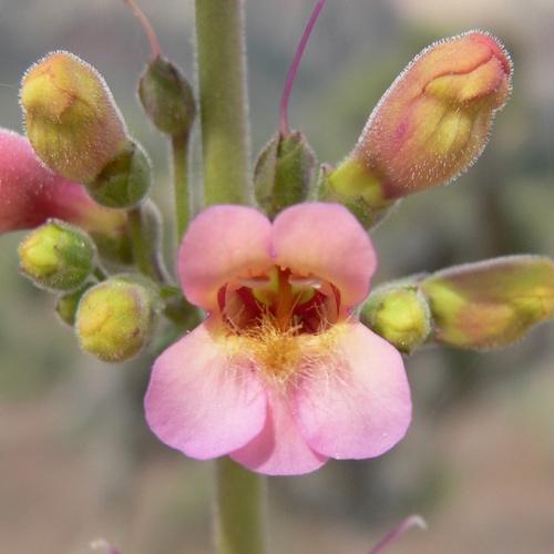 Penstemon bicolor, photograph 5