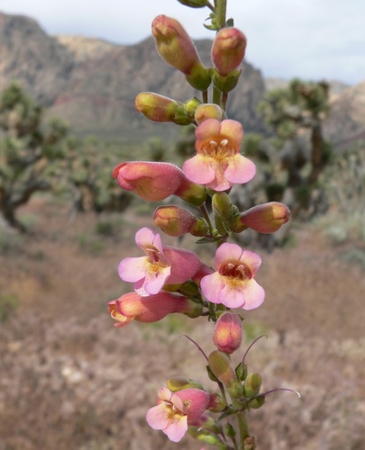Penstemon bicolor, photograph 4