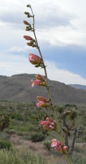 (c) Stan Shebs, some rights reserved (CC BY-SA) Penstemon bicolor, photograph (c) Stan Shebs, some rights reserved (CC BY-SA)