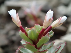 Epilobium pycnostachyum