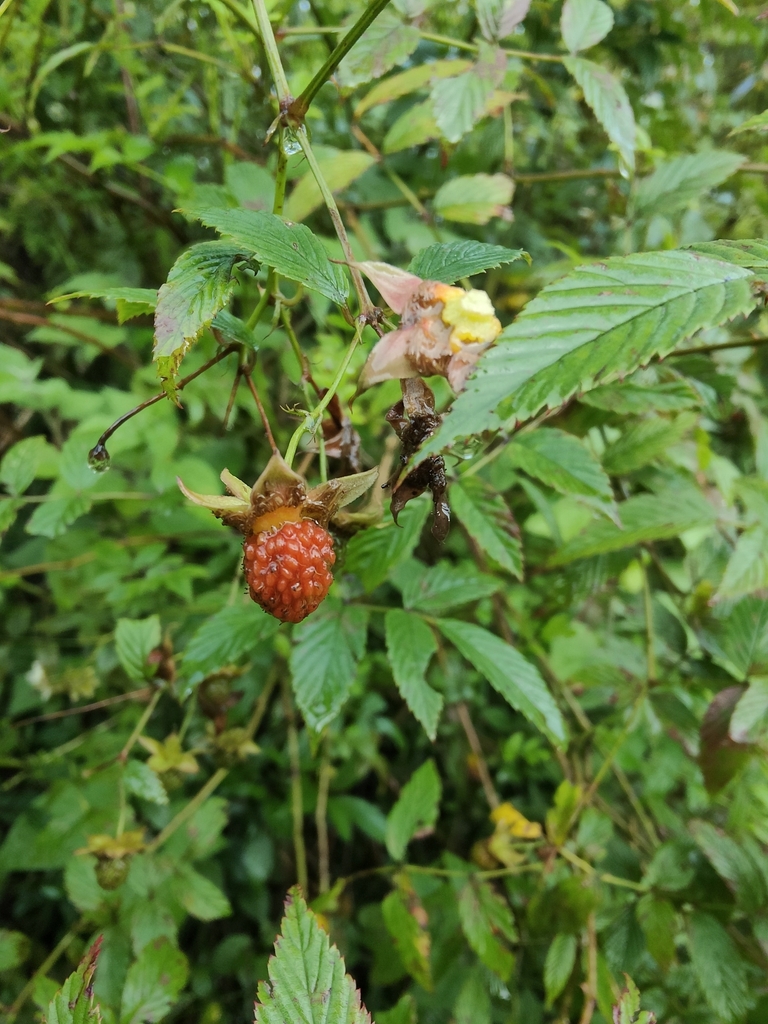 Rubus fraxinifolius (Rubus fraxinifolius)
