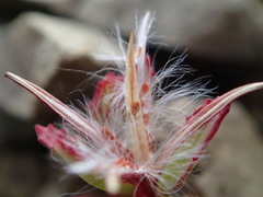 Epilobium pycnostachyum
