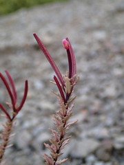 Epilobium melanocaulon