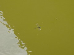 Macromia pacifica × taeniolata