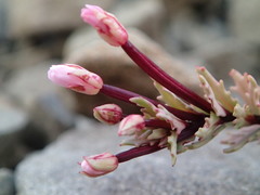 Epilobium melanocaulon