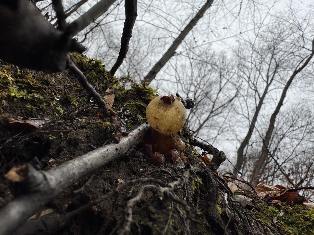 Calostoma cinnabarinum · November 2025 · photo: © siphonophoreslinger (iNaturalist, cc-by)
