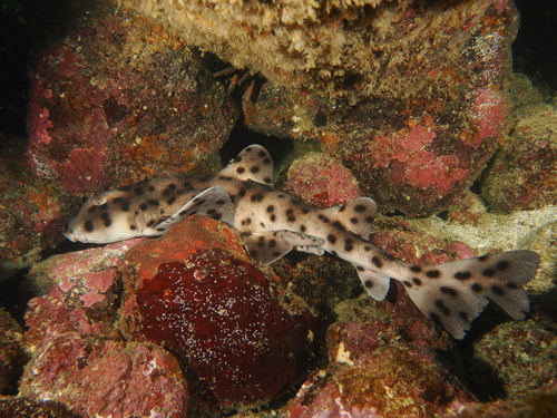 Galapagos bullhead shark (Heterodontus quoyi) — Heterodontidae — 4