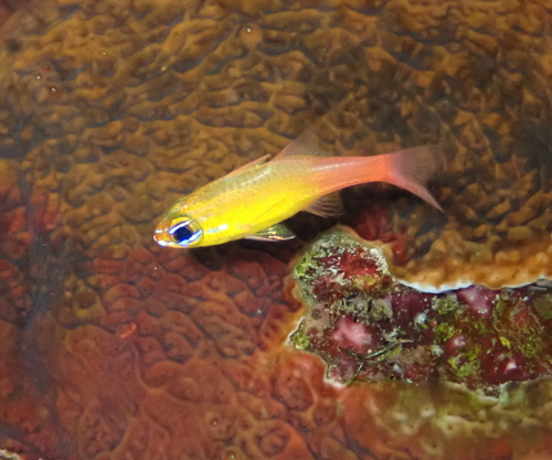 アオハナテンジクダイの写真