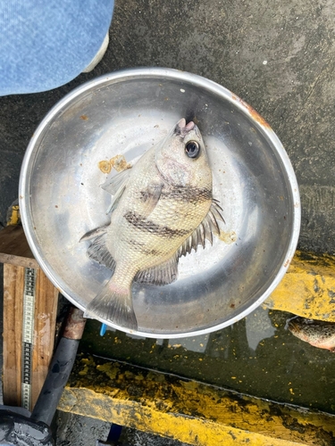 Banded croaker (Paralonchurus dumerilii) — Sciaenidae — 5