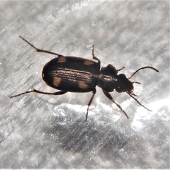 Tetragonoderus laevigatus