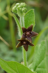 Matelea cynanchoides