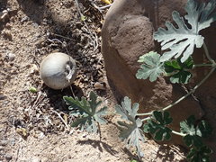 Cucurbita cordata
