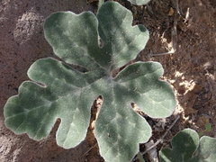 Cucurbita cordata