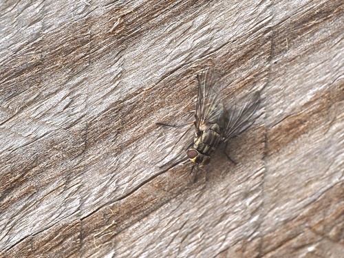Unknown species found near Bus US-460 W, Blacksburg, VA, US