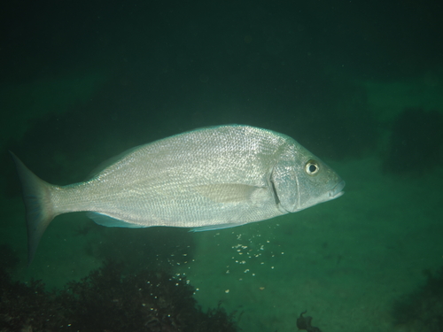 Forbes's grunt (Orthopristis forbesi) — Haemulidae