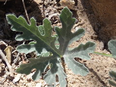 Cucurbita cordata