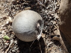 Cucurbita cordata