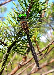 Somatochlora arctica