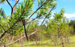 Somatochlora arctica