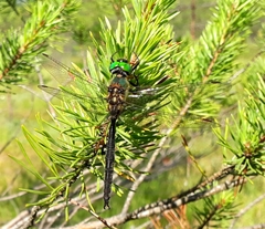 Somatochlora arctica