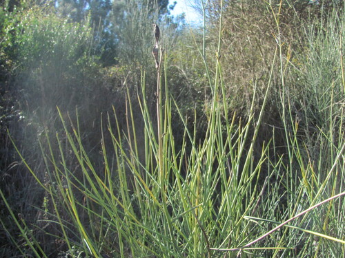 Spartium junceum
