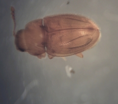 Symbiotes gibberosus