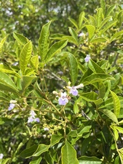 (c) Gastón Repetto, some rights reserved (CC BY) Vitex megapotamica, photograph (c) Gastón Repetto, some rights reserved (CC BY)
