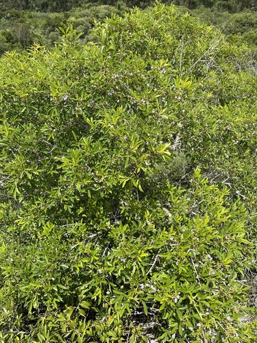 Vitex megapotamica, photograph 4