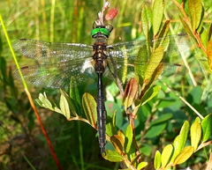 Somatochlora arctica