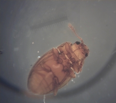 Symbiotes gibberosus