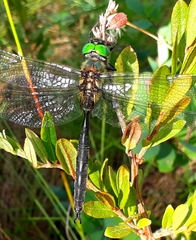 Somatochlora arctica