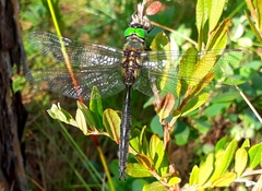 Somatochlora arctica