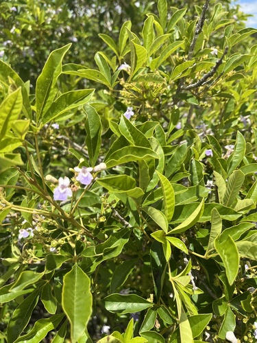 Vitex megapotamica, photograph 5