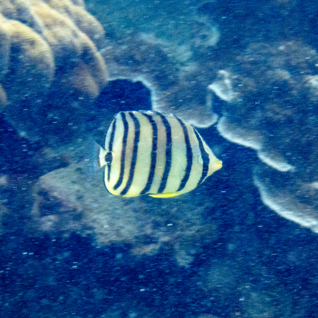 Eightband butterflyfish