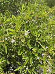 Vitex megapotamica, photograph (c) Gastón Repetto, some rights reserved (CC BY)