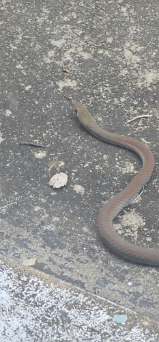 Yellow-faced Whipsnake sighting