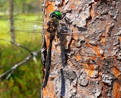 Somatochlora arctica