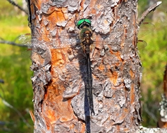 Somatochlora arctica
