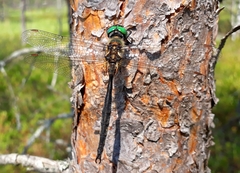 Somatochlora arctica