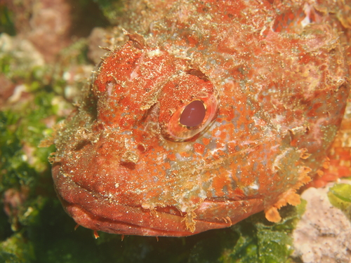 Dark blotch scorpionfish (Scorpaena histrio) — Scorpaenidae
