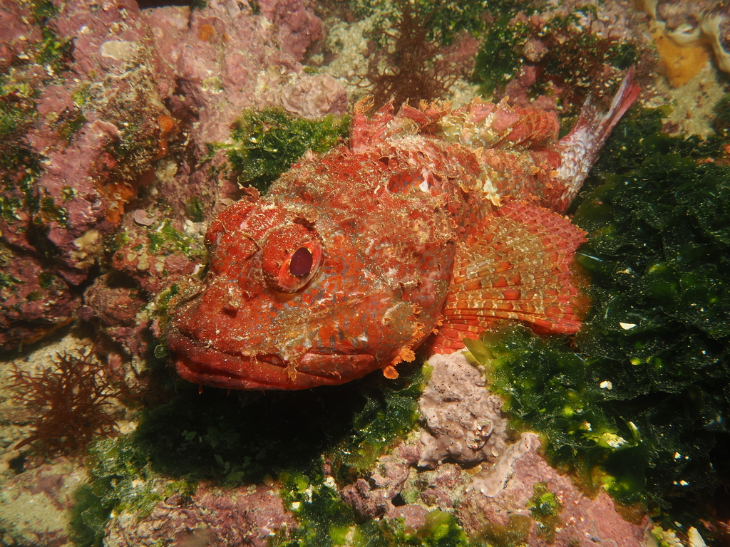 Dark blotch scorpionfish (Scorpaena histrio) — Scorpaenidae