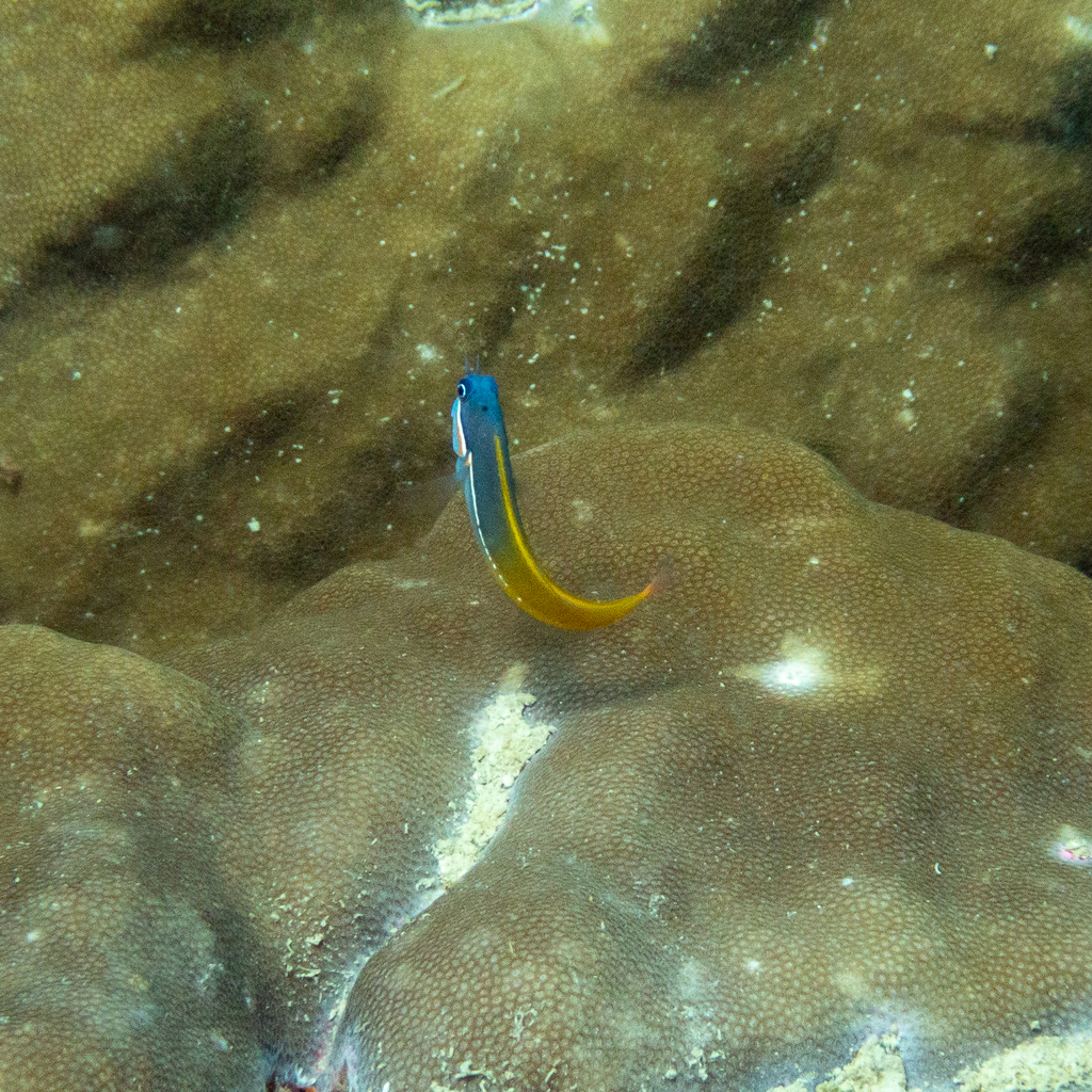 Derawan Combtooth Blenny