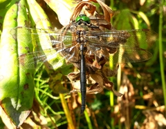 Somatochlora arctica