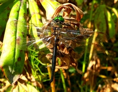 Somatochlora arctica