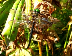 Somatochlora arctica