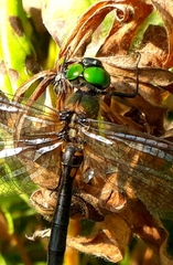 Somatochlora arctica