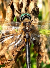 Somatochlora arctica