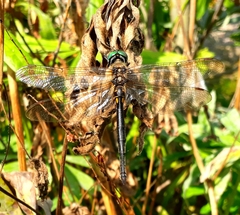 Somatochlora arctica